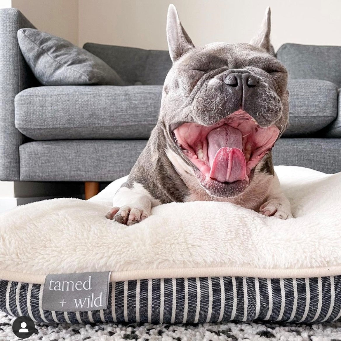 dog & pet bed sets