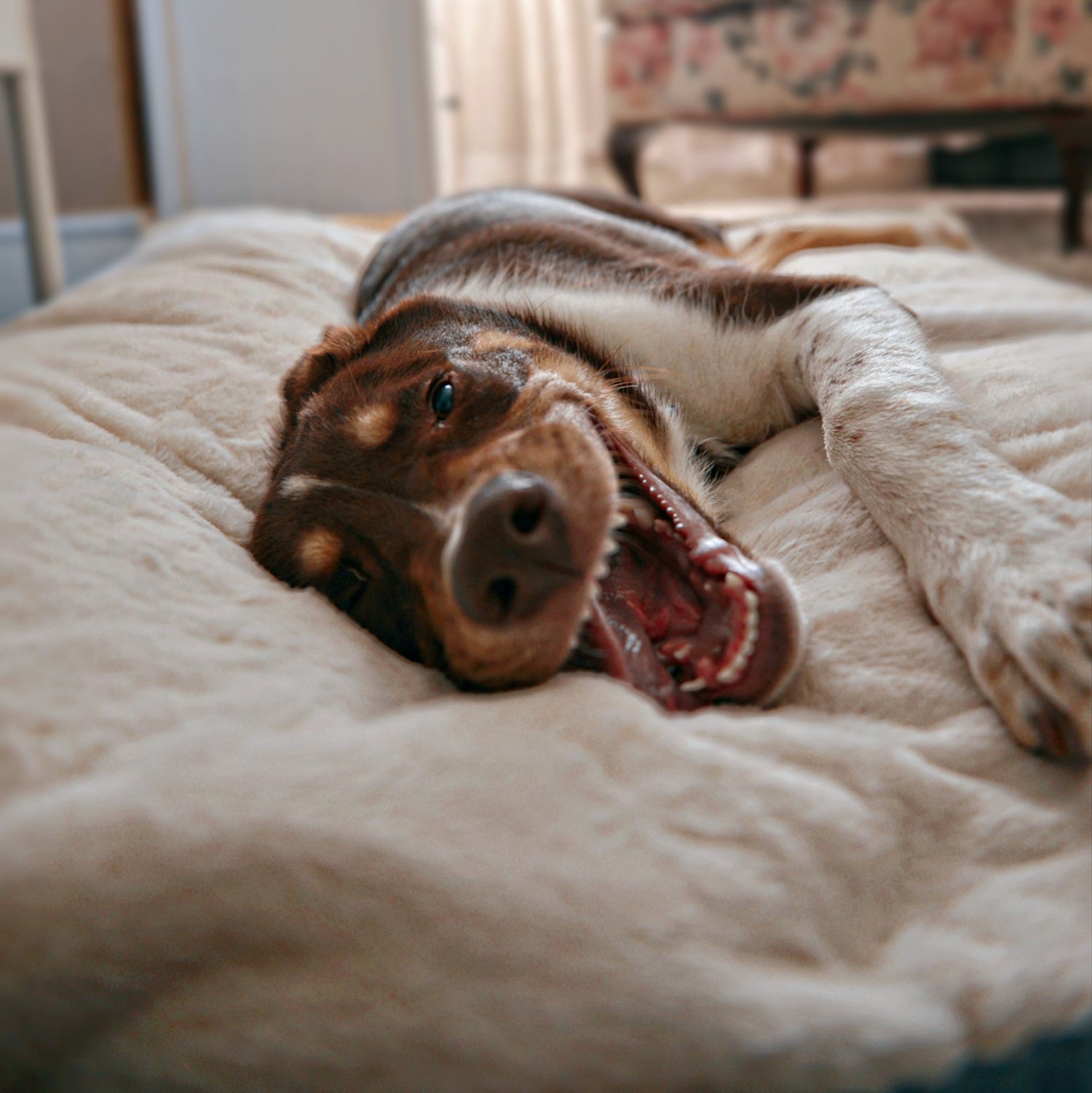 calming dog & pet beds
