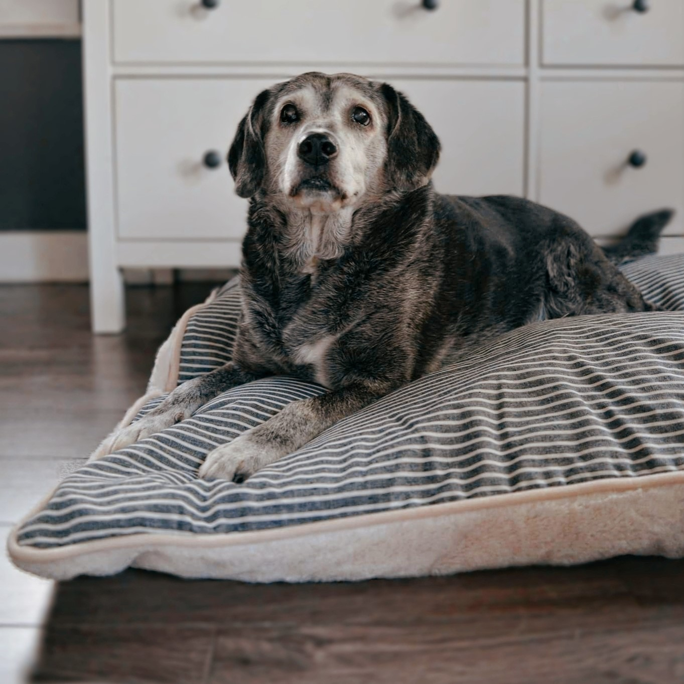 medium dog & pet beds