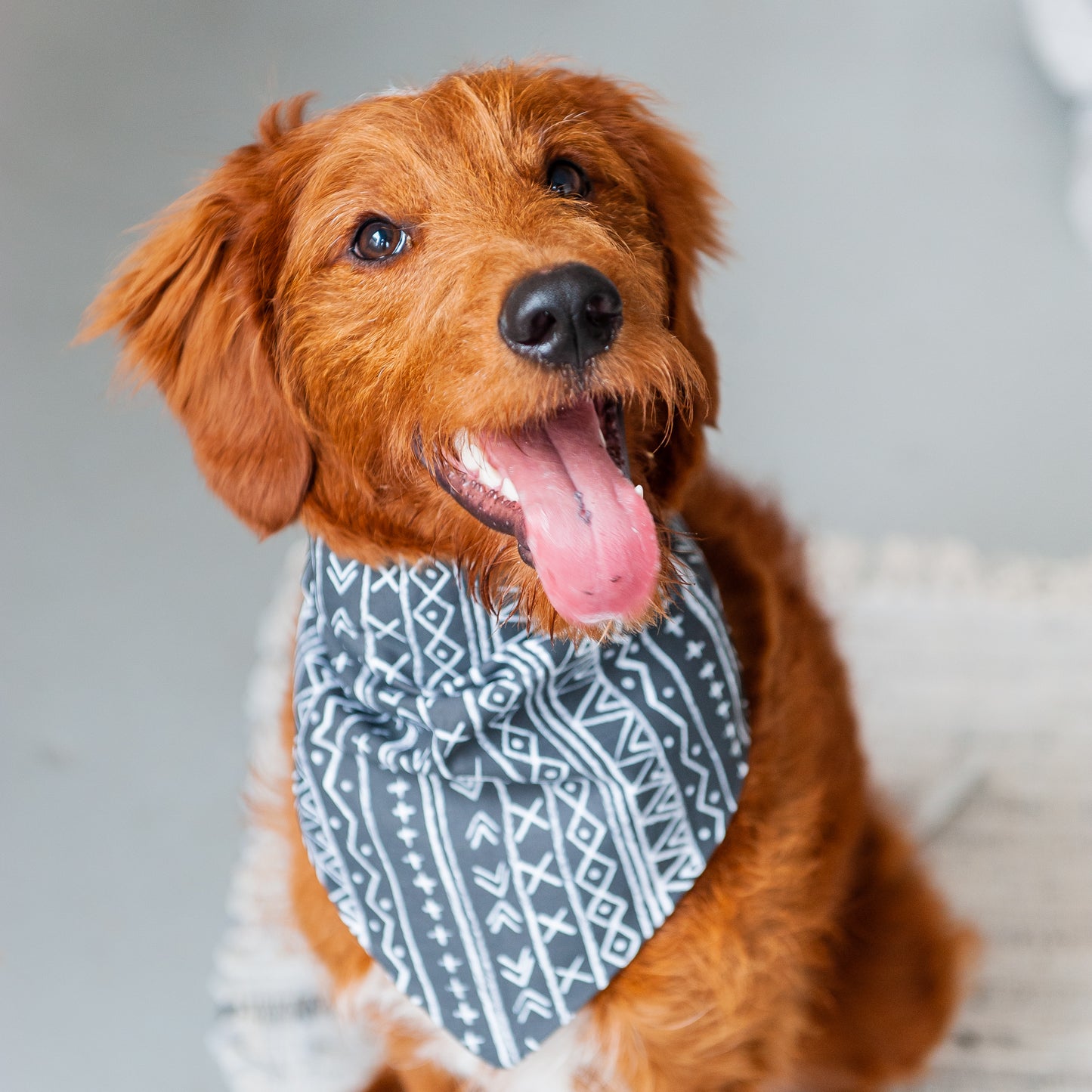 Black Aztec Dog Bandana